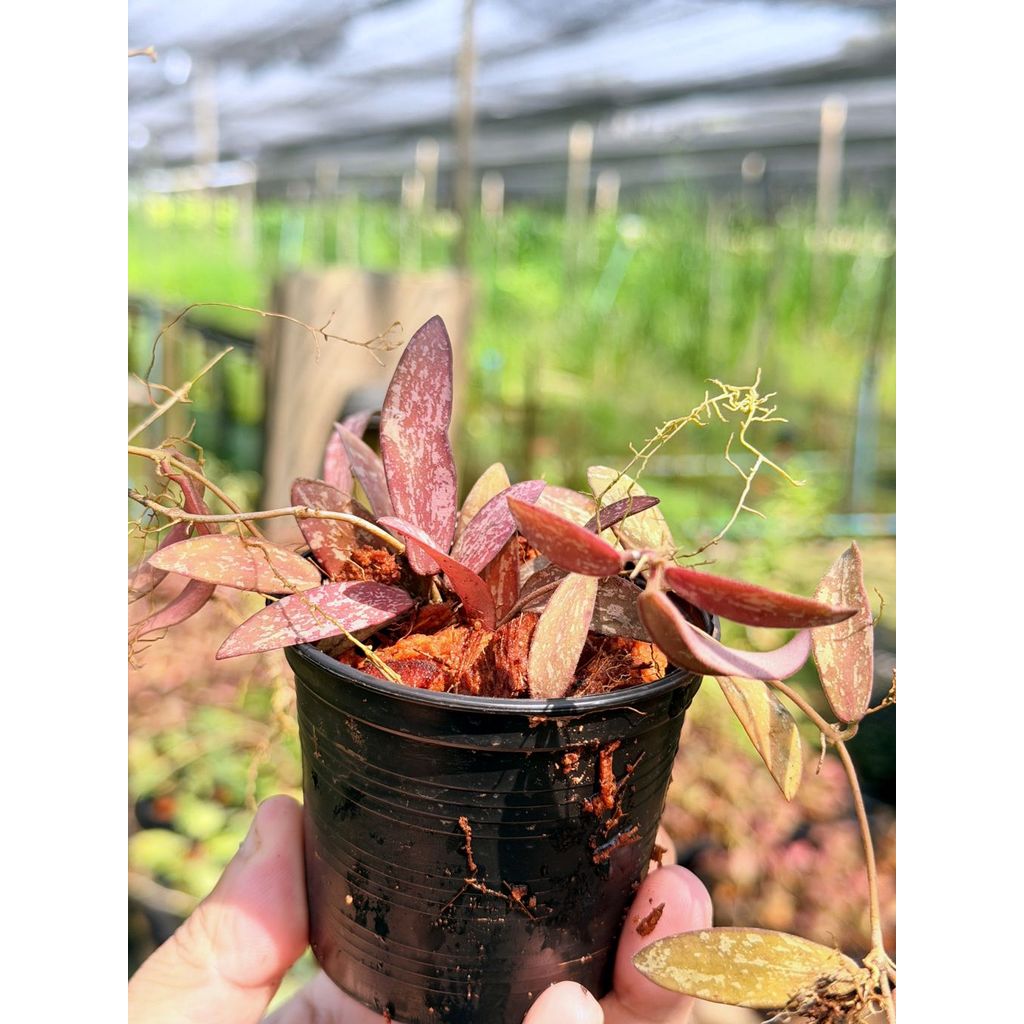 มุมมอง 5