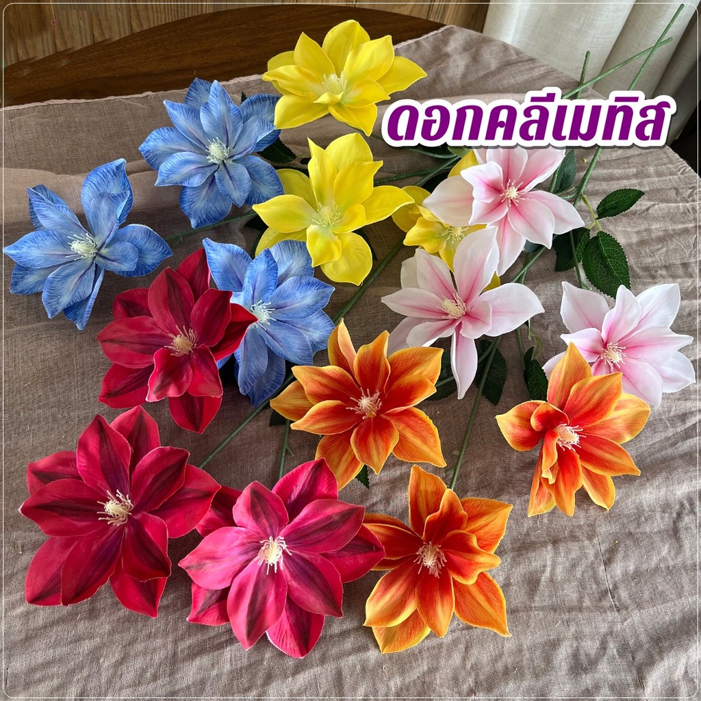 ดอกคลีเมทิส Clematis ดอกแมกโนเลีย สีม่วง ดอกใหญ่ สวย พร้อมส่ง