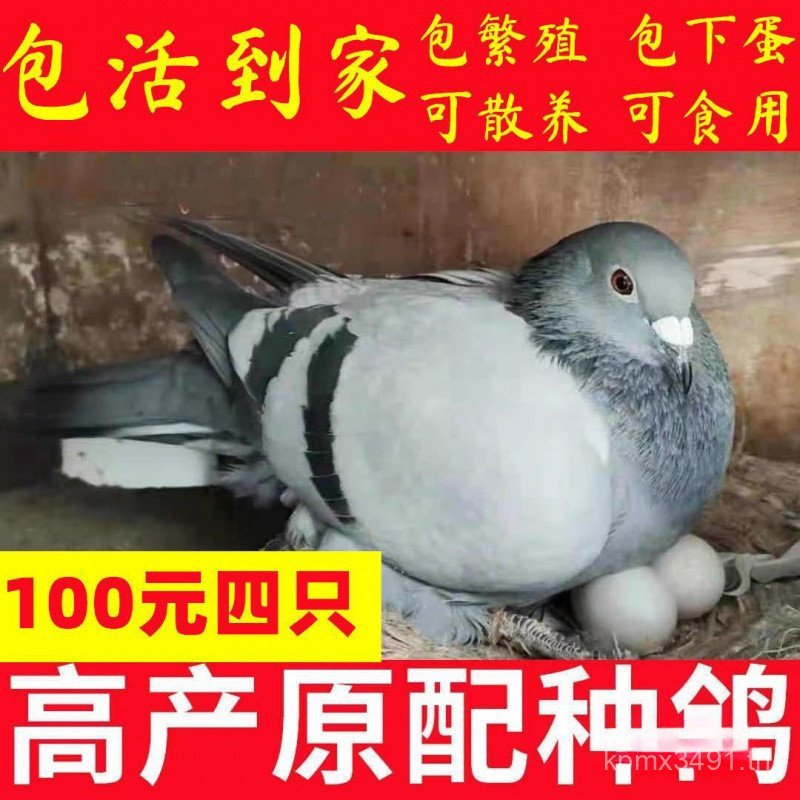 Miao Youth Little Pigeon คู่ของกระเบื้องสีเทาวางไข่ Living Pigeon กระเป๋าเนื้อ Pigeon ปลูก Pigeon ZD