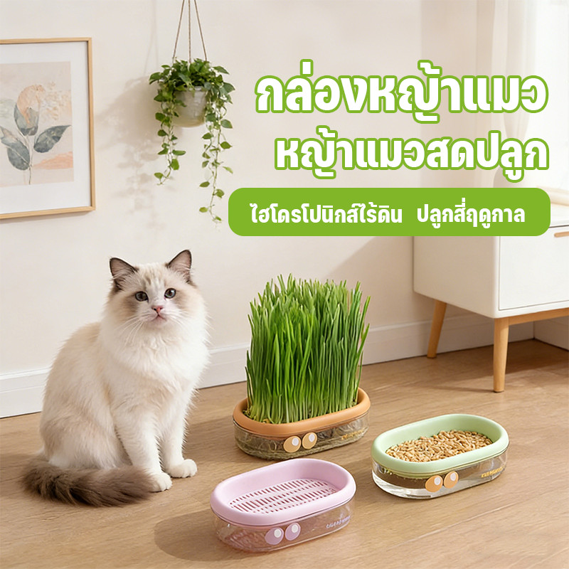 หญ้าแมว ชุดสูท ไฮโดรโปนิกส์ ไม่ต้องใช้ดิน ปลูกง่ายโตไว ง่ายต่อการใช้ เสริมภูมิคุ้มกันแมว สำหรับสัตว์เลี้ยงแมว