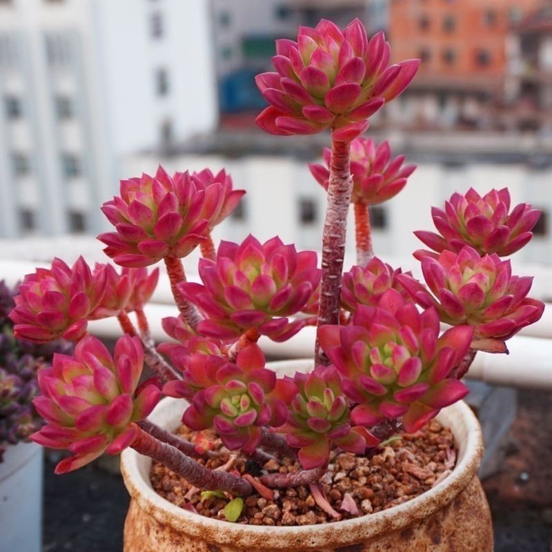 Hongzhilian Old Pile Super Large Dew Raising Succulents ดอกไม้สามเณร Good Raising ตกแต่งสํานักงานกระ