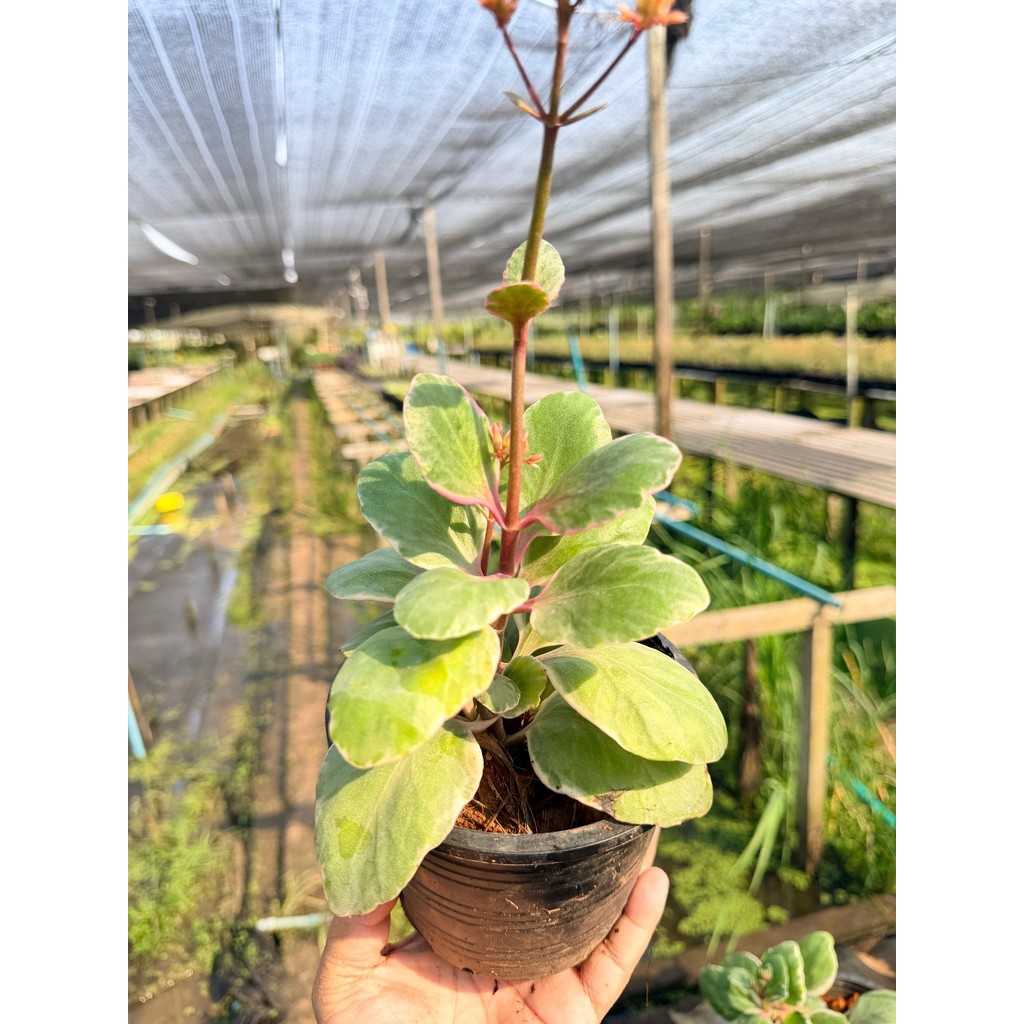 กุหลาบหิน 6 นิ้ว - Echeveria / Succulent - มุมมองที่ 2