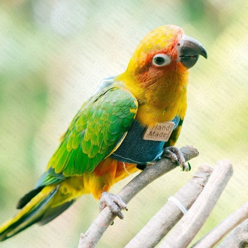 Parrot Flight Suit Bird Walking Handy Tool Strap Xuanfeng Tiger Skin Peony Flying Rope Traction Anti