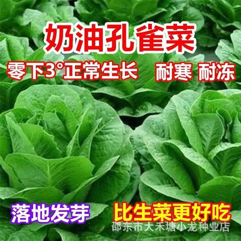 现货奶油孔雀菜种子四季沙拉奶油生菜阳台菜籽盆栽种苗秋冬季蔬菜种籽Cream Peacock Vegetable Seed Seasons Salad Cream Lettuce20260329
