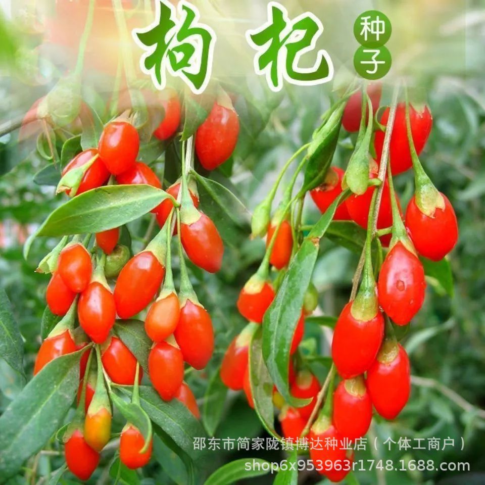 现货*红枸杞种子黑枸杞种子宁夏野生枸杞种籽用特色蔬菜中材籽原装Red goji berry seeds, black goji berry seeds, wild Ningxia goji berri