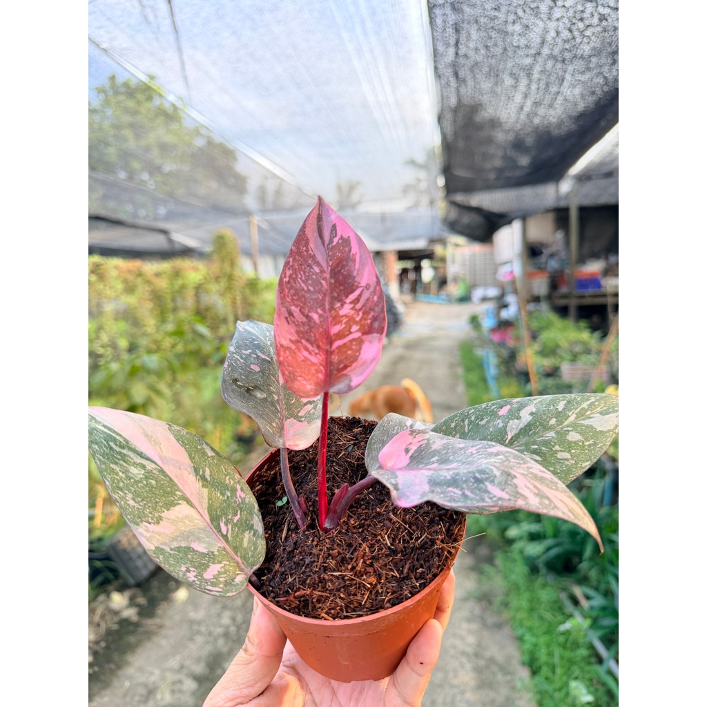 ฟิโลเดนดรอน พิงค์ปริ้นเซส กาแล็กซี่ (Philodendron Pink Princess Galaxy) กระถาง 4 นิ้ว - มุมมองที่ 4