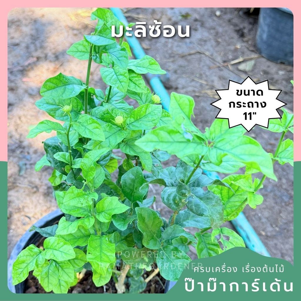 มะลิซ้อน 11 นิ้ว - Arabian Jasmine