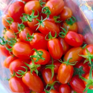 มะเขือเทศทานสดปลูกอินทรีย์ คิงฟิชเชอร์ รสหวาน