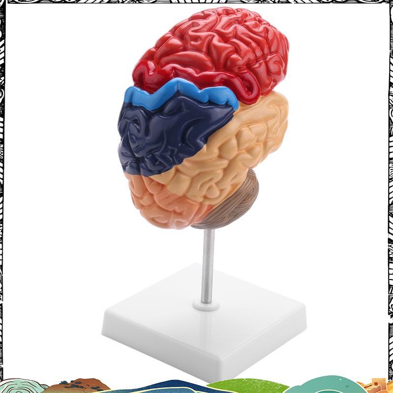 Cerebral Anatomical Model Anatomy 1:1 Half Brainstem Teaching Lab Supplies neweer