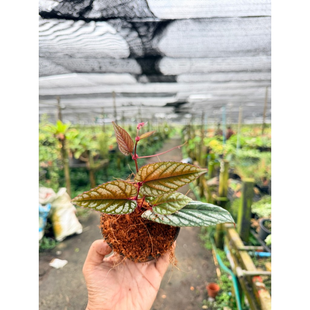 พลูนางฟ้า 4 นิ้ว - Silver Satin Pothos - View 4