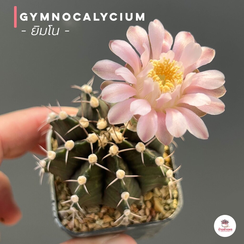 Gymnocalycium ยิมโนคาไลเซียม ไม้อวบน้ำ Cactus&Succulent