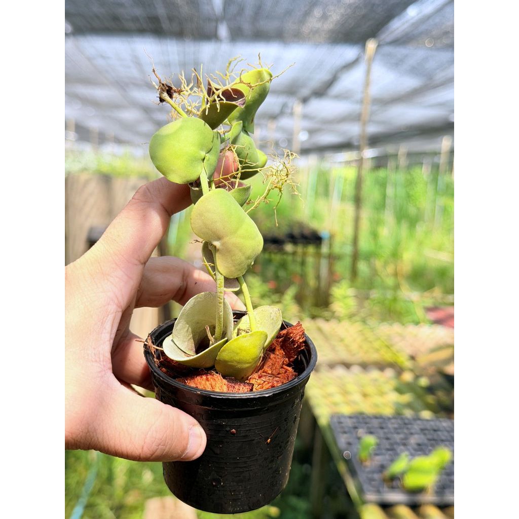 มุมมอง 3