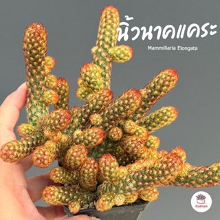 นิ้วนาคแคระ Mammillaria Elongata แคคตัส กระบองเพชร cactus&su…