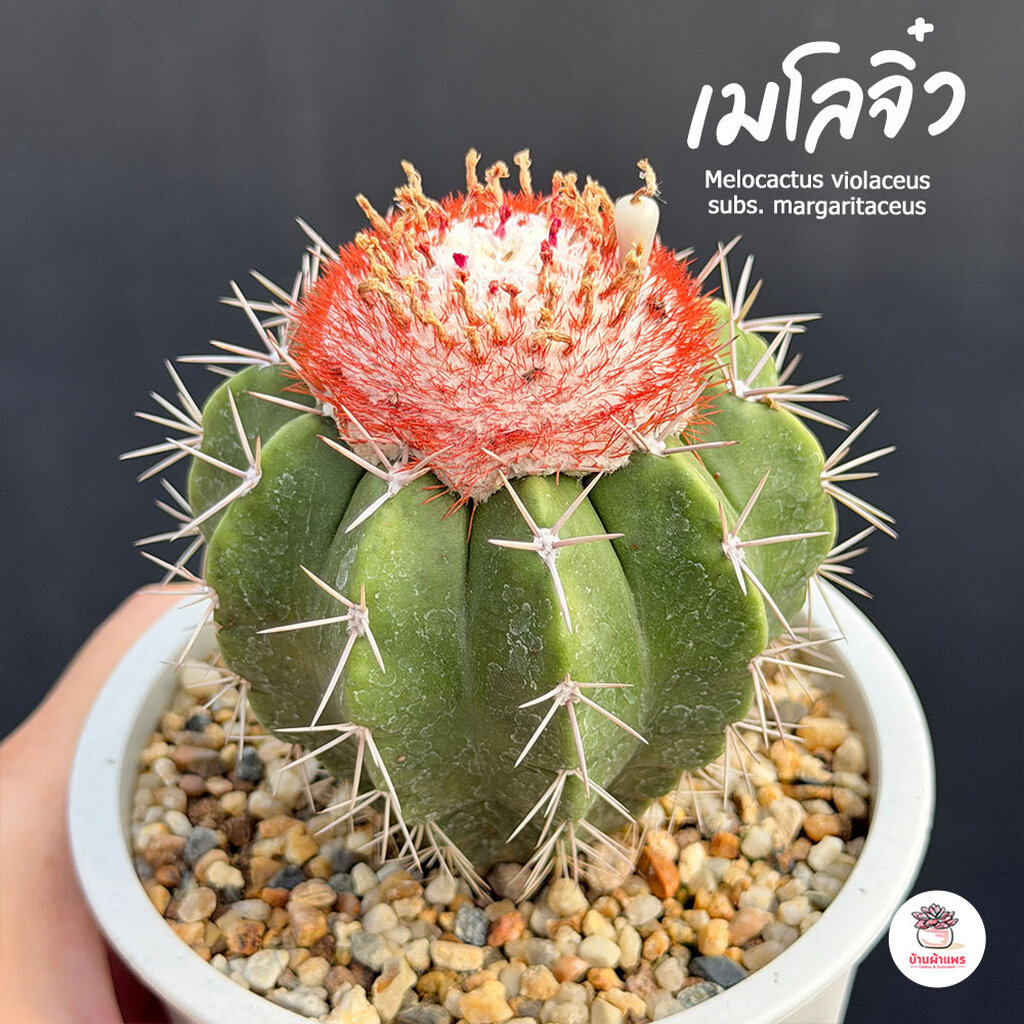 เมโลจิ๋ว Melocactus violaceus subs. margaritaceus เมโลที่เล็กสุดในโลก แคคตัส กระบองเพชร cactus&succulent