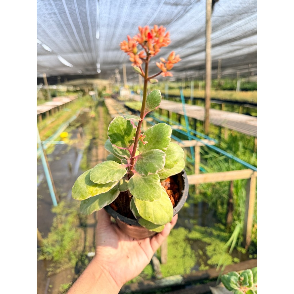 กุหลาบหิน 6 นิ้ว - Echeveria / Succulent - มุมมองที่ 4