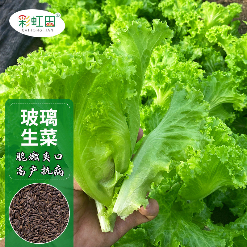 Hong Kong Glass Lettuce Spring Lettuce Seeds Fast Lettuce Seeds Fast-growing Big-speed Lettuce Seeds