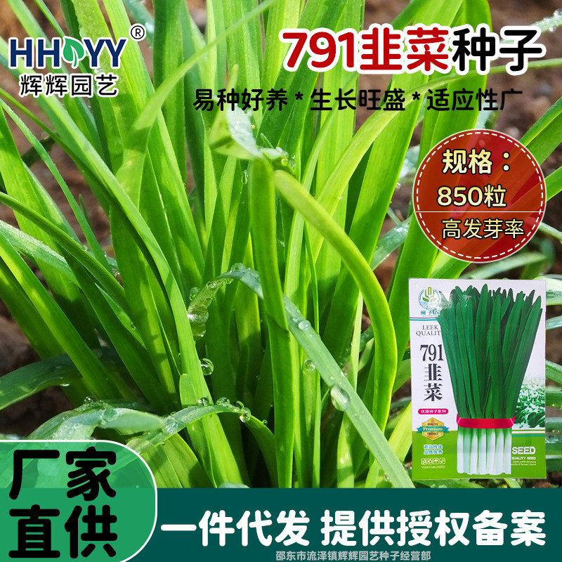现货热卖791韭菜种子白根韭菜种子老品种韮菜籽种四季播种阳台盆栽种子791 Leek Seeds, White-Rooted Leek Seeds, Old Variety20260324