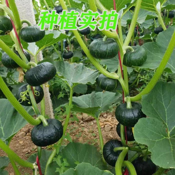 现货热卖绿贝贝南瓜种子小南瓜板栗南瓜种籽四季春季蔬菜种籽孑Green Beibei Pumpkin Seeds Small Pumpkin Chestnut Pumpkin Seeds20260322