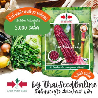 Sorndang(ศรแดง) EWCOM 9/70 ถุงใหญ่ บรรจุ 5,000 เมล็ด เมล็ดพันธุ์ข้าวโพดข้าวเหนียวหวานสีม่วงล้วน มณีแดง ตราศรแดง