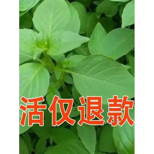现货*荆芥菜籽河南大叶荆芥种子菜种子蔬菜种子四季播荆菜农家田园种籽Jingjie vegetable seeds, Henan large-leaf Jingjie seeds, vegetable 