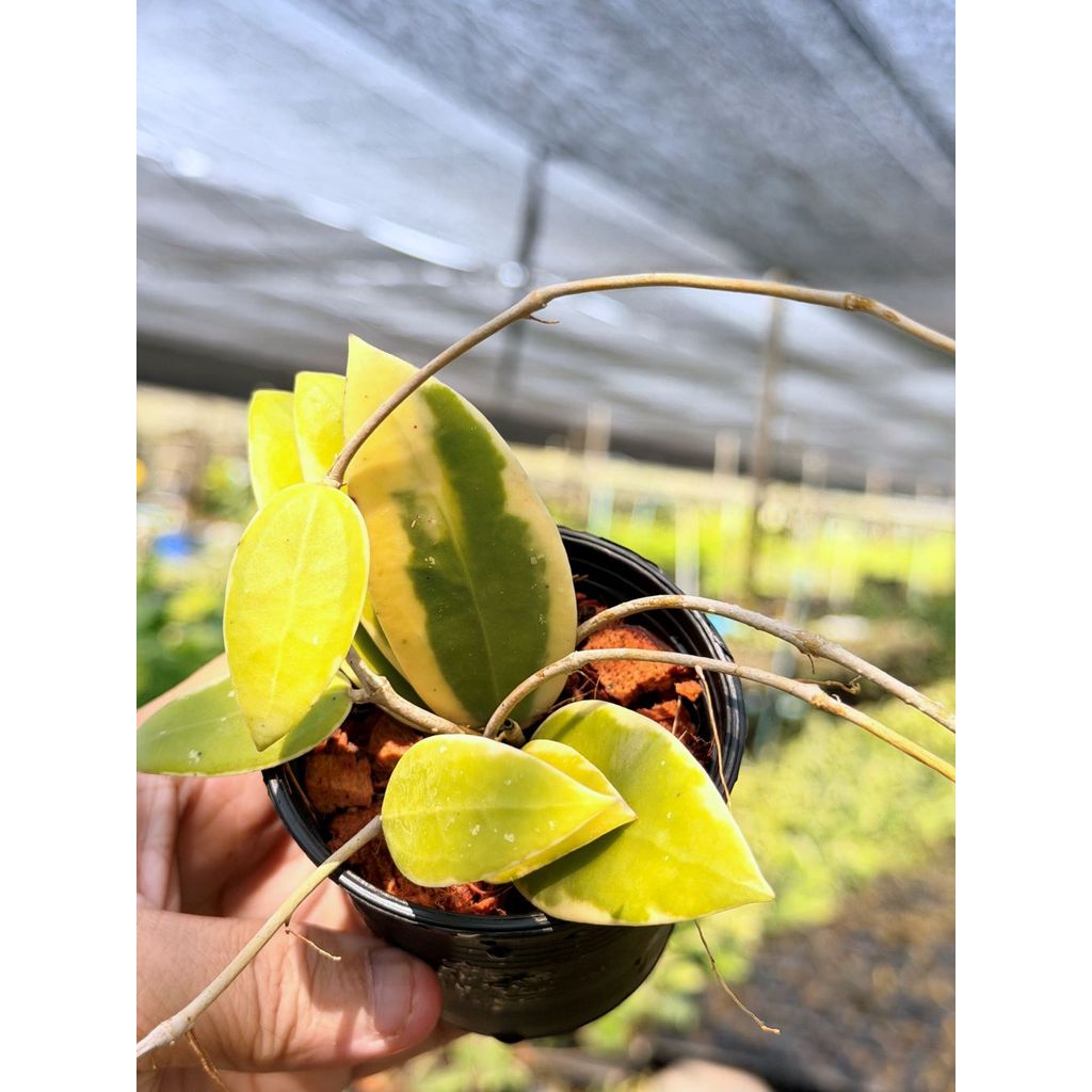 โฮย่า อะคูต้า กระถาง 3 นิ้ว - Hoya Acuta (ใบสวย ดอกหอม เลี้ยงง่าย)