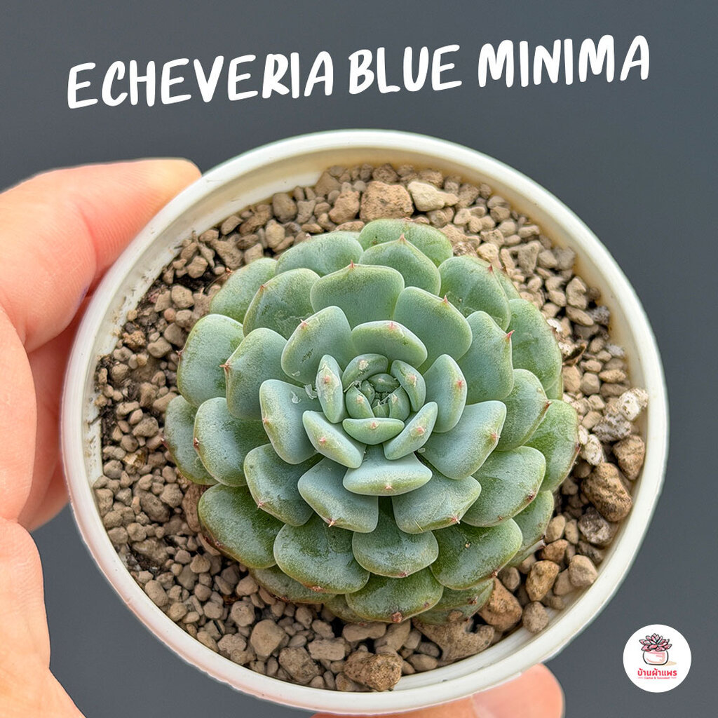 Echeveria Lilaciana ไม้อวบน้ำ กุหลาบหิน cactus&succulentหลากหลายสายพันธุ์
