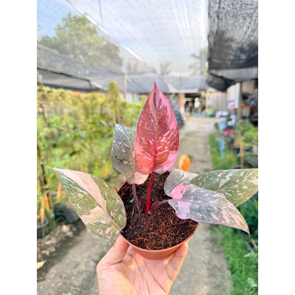 ฟิโลเดนดรอน พิงค์ปริ้นเซส กาแล็กซี่ (Philodendron Pink Princess Galaxy) กระถาง 4 นิ้ว - มุมมองที่ 3