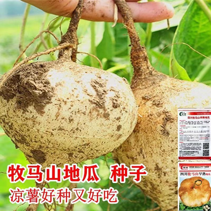 现货热卖牧马山地瓜种子凉薯种子又甜又脆超爽口水果蔬菜种子四季南北可种Mama Mountain sweet potato seeds cool potato seeds sweet and crisp