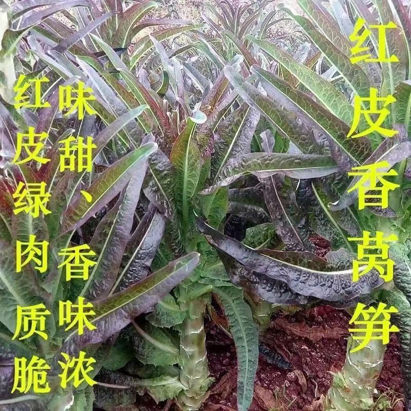 现货*挂丝红莴笋种子红皮绿肉香莴苣秋冬季播农家田园蔬菜种子Silk-thread red lettuce seed, red-skinned green-fleshed fragrant lettuc