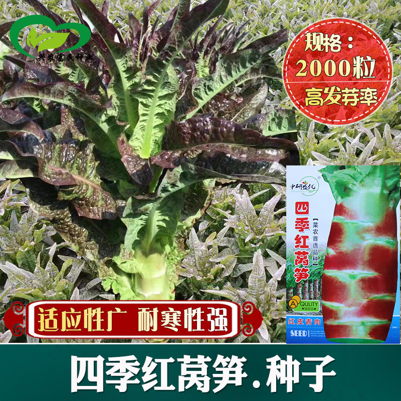 现货热卖红莴笋种子耐寒圆叶红莴笋莴苣种籽春秋季南方菜籽四季播蔬菜种孑Cold-tolerant round-leaf red lettuce seeds, lettuce seeds.20260325