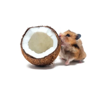 Hambit. เนื้อมะพร้าวสไลด์อบแห้ง สำหรับสัตว์ฟันแทะ50กรัม