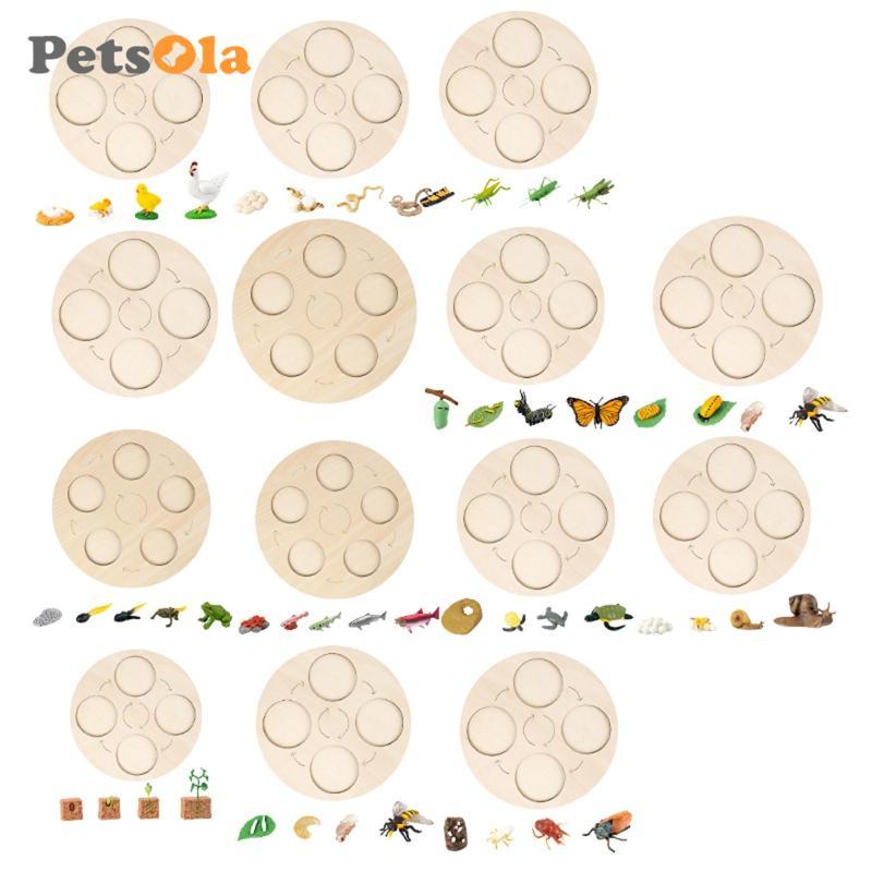 [Koolsoo2] Montessori Life Growth Cycle Board Early #Educational สําหรับเด็กก่อนวัยเรียน