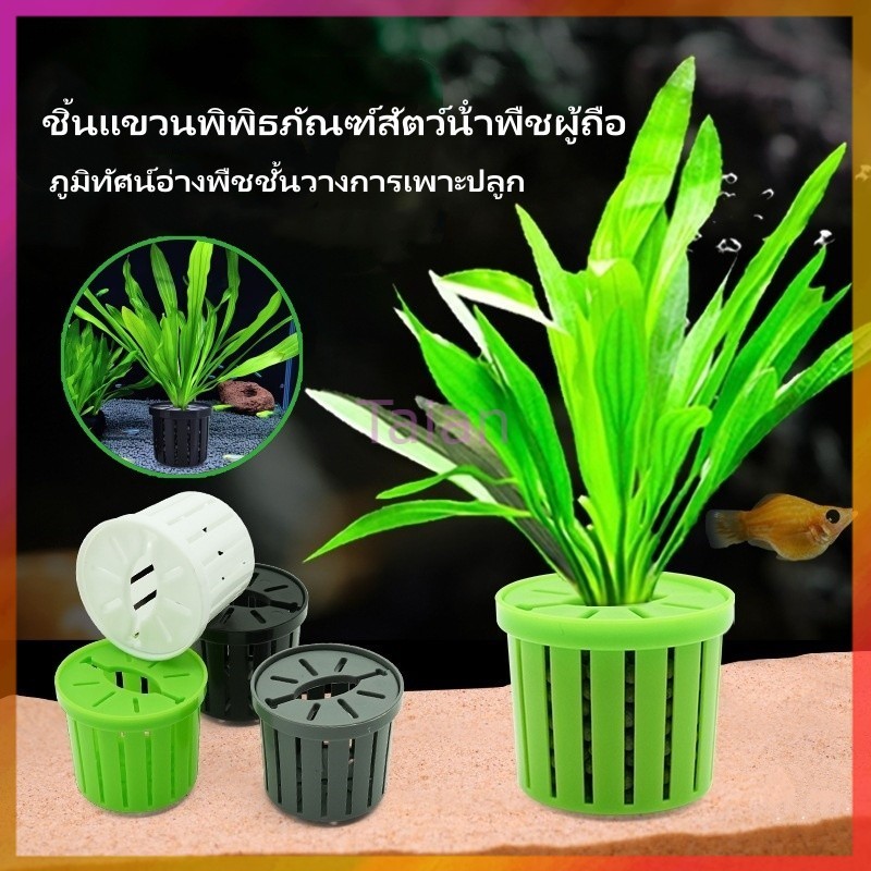 Taian ชิ้นแขวนพิพิธภัณฑ์สัตว์น้ําพืชผู้ถือ กระถางปลูกพืชน้ำ อุปกรณ์ตู้ปลา ภูมิทัศน์อ่างพืชชั้นวางการเพาะปลูก