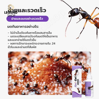 COD เจลกำจัดมด แอนติแอนท์ เหยื่อกำจัดมดชนิดเจล ล่อมดกลับรัง หยดเดียวตายยกรัง เห็นผลไว