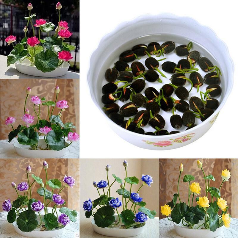 Local Ready stock 20pcs Bowl Lotus Flower seeds Water Lily Home Garden Plants Multi-Color MIX MINI L