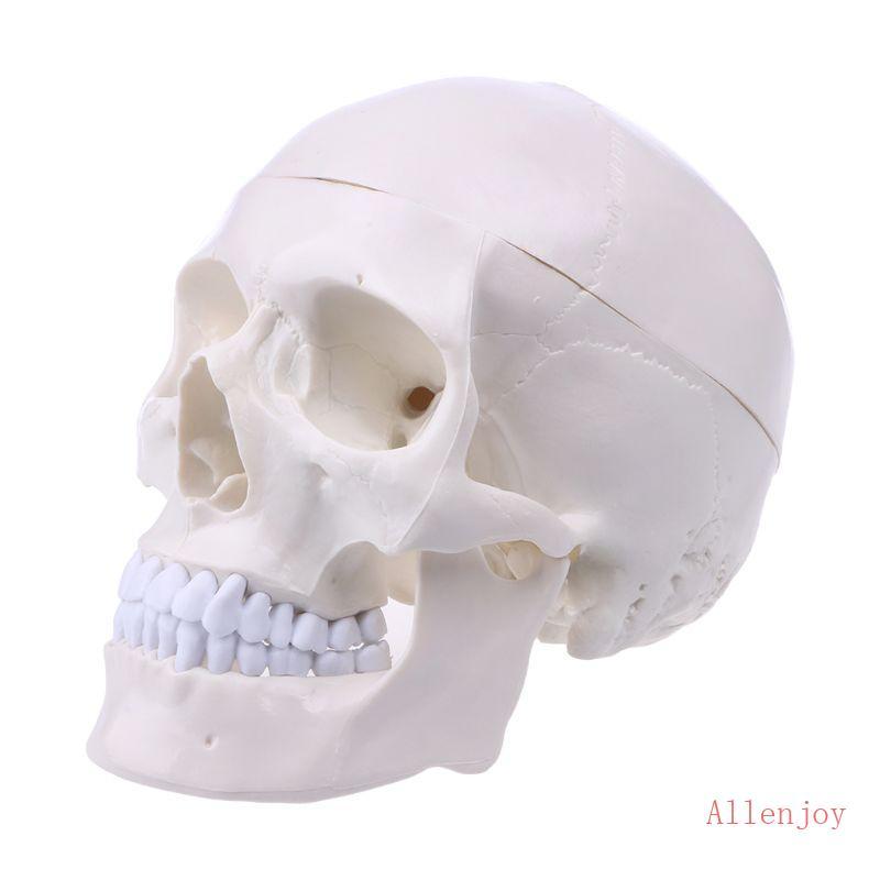 JOY Human Anatomy Anatomy สําหรับโครงกระดูกหัว Skull การสอนรุ่นอุปกรณ์การเรียน