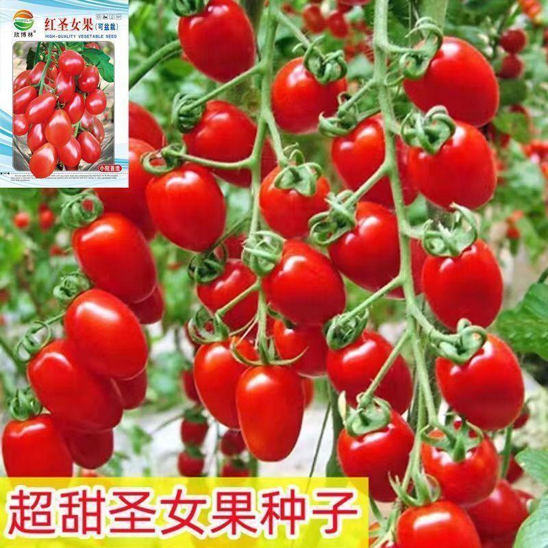 现货*千禧圣女果种子超甜圣女果苗 阳台四季盆栽西红柿种子 樱桃小番茄Millennium cherry tomato seeds, extra-sweet cherry tomato seedling