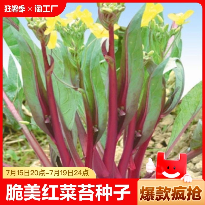 现货热卖红菜苔种子十月红秋季菜苔种子籽四季播农家菜园阳台蔬菜种子大全Red mustard greens seeds, October Red autumn mustard greens seeds,