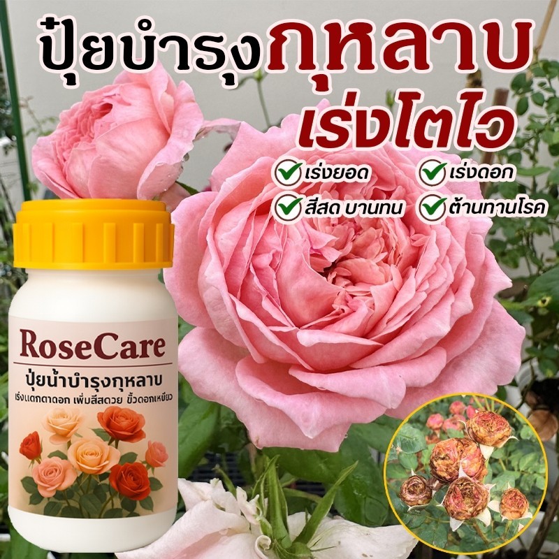 RoseCare (สูตรพรีเมียม) ปุ๋ยกุหลาบเร่งดอก ดอกใหญ่ บานนาน สำหรับกุหลาบทุกสายพันธุ์ ชนิดน้ำ 250 ซีซี