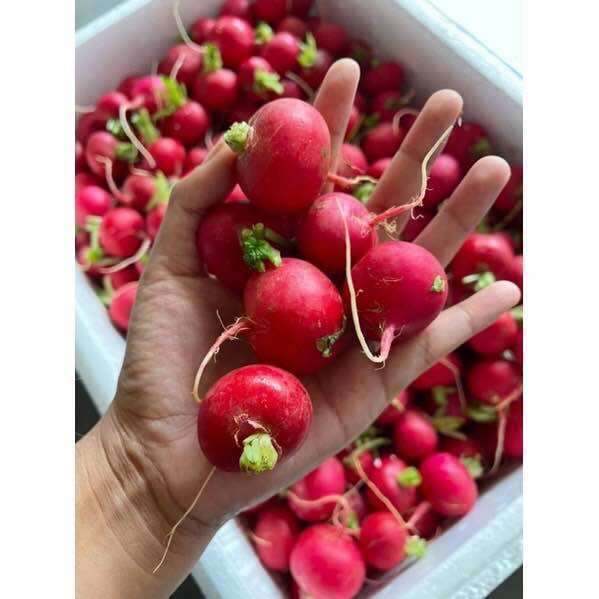 111 พร้อมส่ง‼️ 1KG แรดิชสด เรดิชสด redish 樱桃萝卜 Good