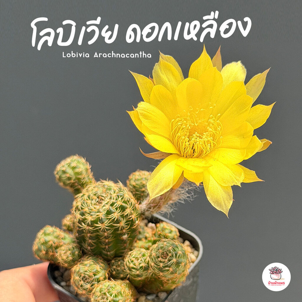 โลบิเวีย ดอกเหลือง Lobivia Arachnacantha แคคตัส กระบองเพชร cactus&succulent