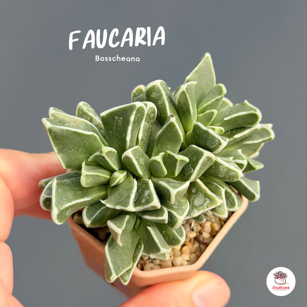 Faucaria Bosscheana ไม้อวบน้ำ กุหลาบหิน cactus&succulentหลากหลายสายพันธุ์