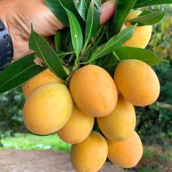 111 พร้อมส่ง‼️1KG มะยงชิด สดใหม่ อร่อยมากๆ Good