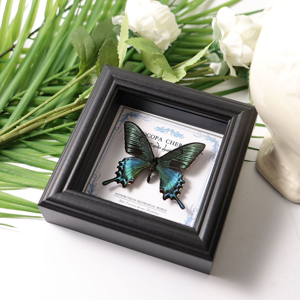 ตัวอย่างจริง Green Papilio Butterfly – ตกแต่งผนังกรอบสีดํา 4 นิ้ว