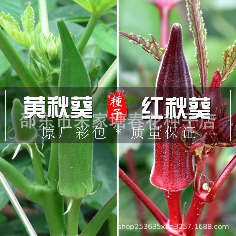 现货热卖绿红秋葵种子大田耐热水果秋葵种子阳台蔬菜种子简单Green and red okra seeds, field-grown, heat-tolerant, fruit-type okra va