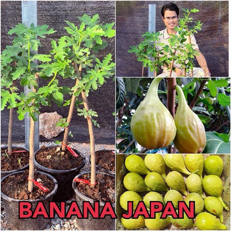 ต้นมะเดื่อฝรั่งสายพันธุ์ BANANA JAPAN ชำกิ่งแข็งแรงใส่กระถาง 10 นิ้ว ต้นฟิก BANANA JAPAN สูง 60-70 ซม.