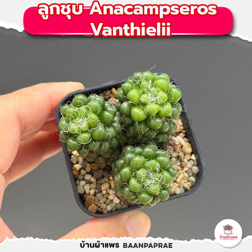 รวมกุหลาบหินและไม้อวบน้ำ หลายสายพันธุ์ ส่งทั้งกระถาง cactus&succulent - รูปที่ 4