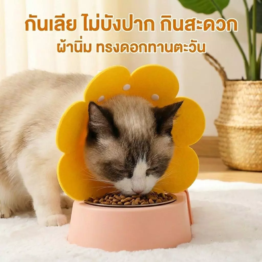 พร้อมส่ง ปลอกคอกันเลีย รุ่นไม่บังปาก น้องกินข้าวสะดวก ทรงดอกทานตะวัน ผ้านิ่ม ใส่สบาย ไม่บาดคอ คอลล่าร์แมว