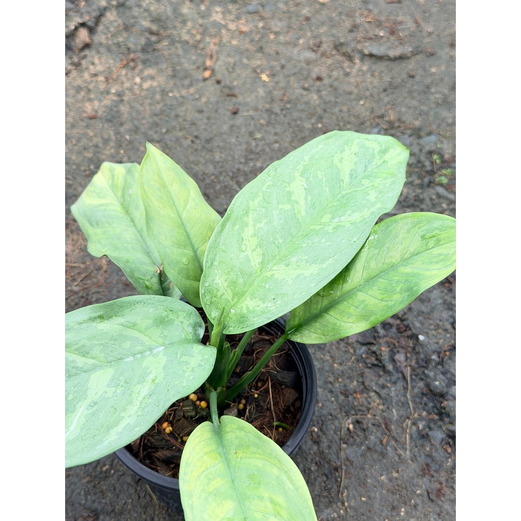 เงินเต็มบ้าน 6 นิ้ว - Dieffenbachia - มุมมองที่ 4