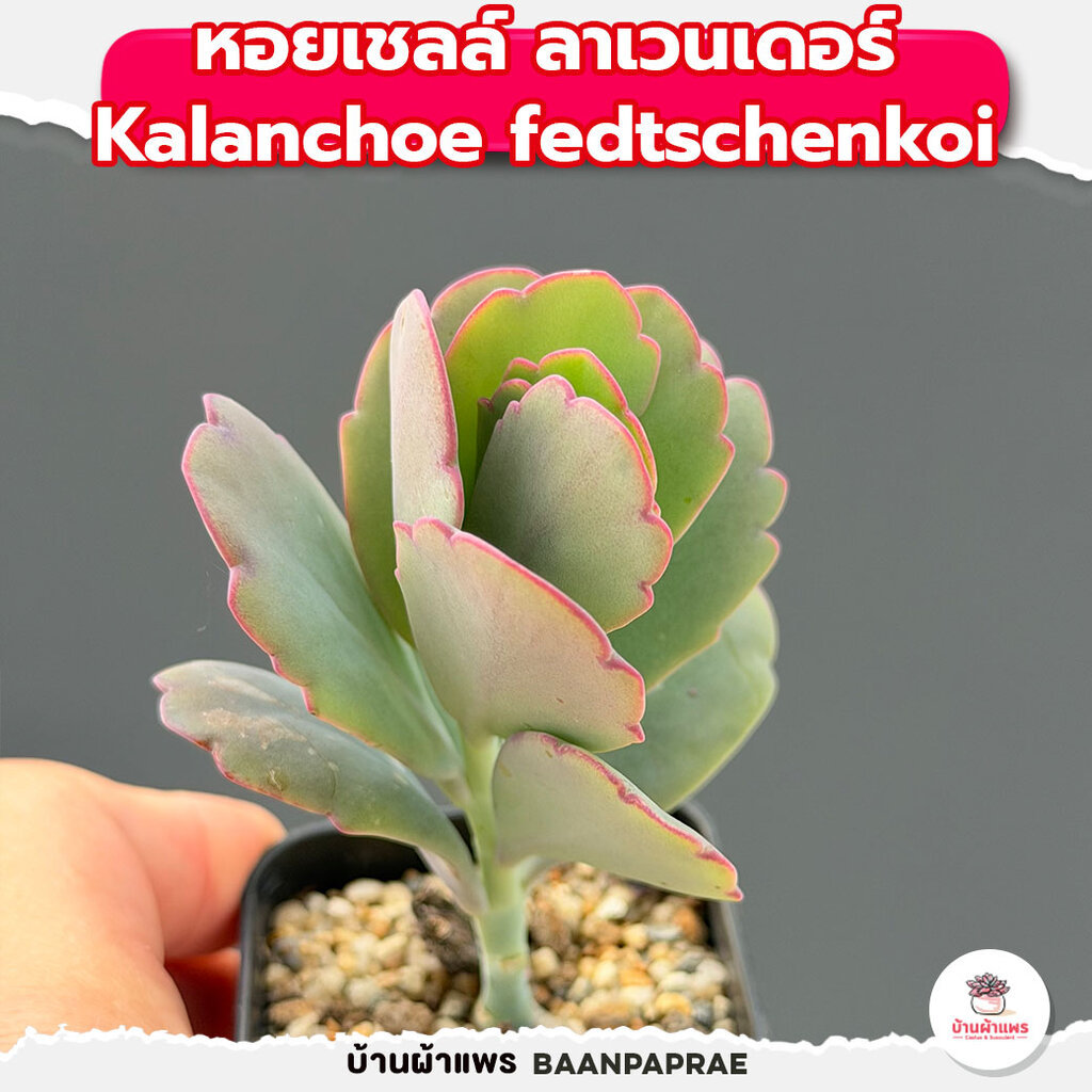 รวมกุหลาบหินและไม้อวบน้ำ หลายสายพันธุ์ ส่งทั้งกระถาง cactus&succulent - รูปที่ 7